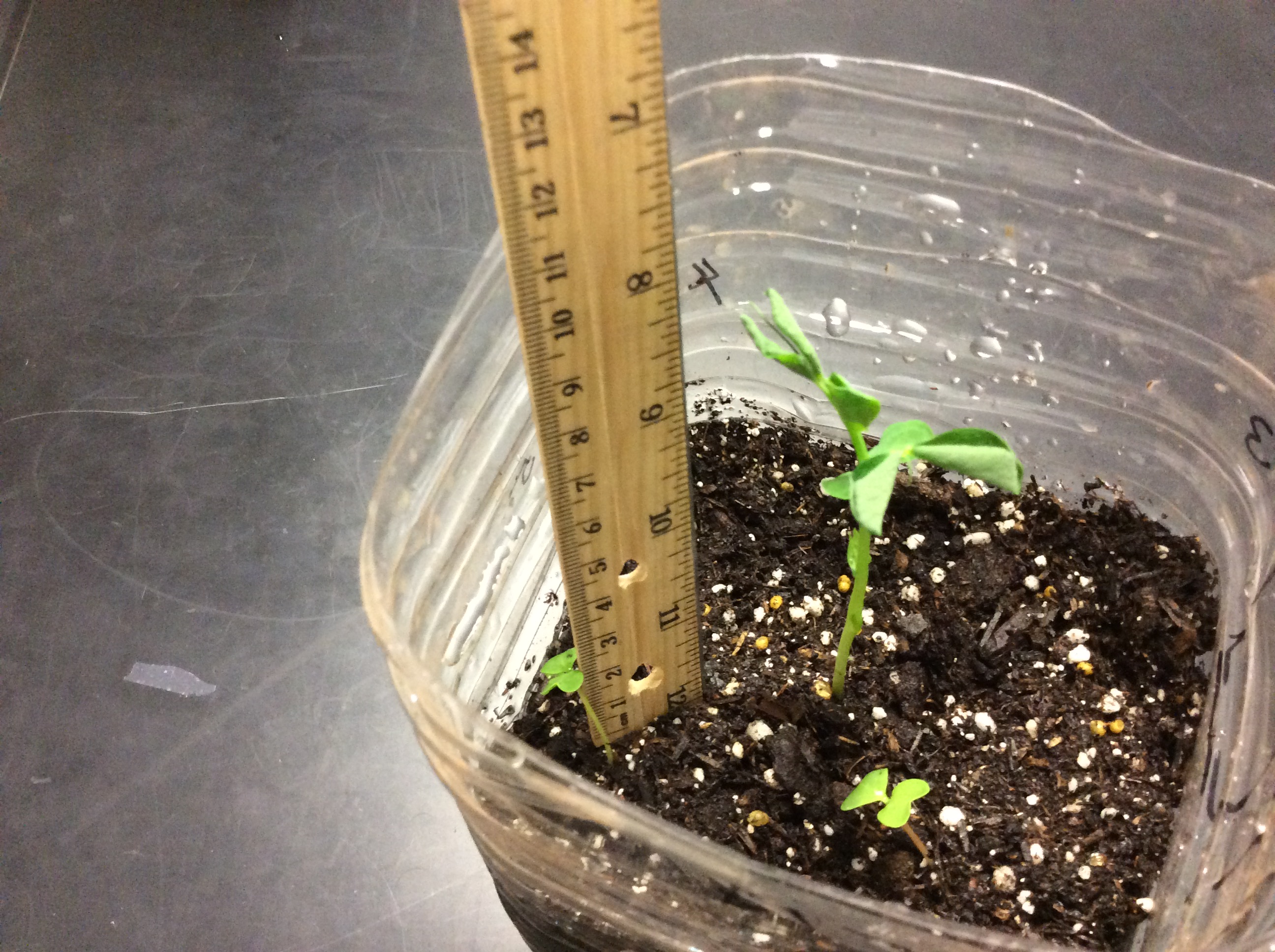 Measuring height of plants (1) - Teaching AP® Science