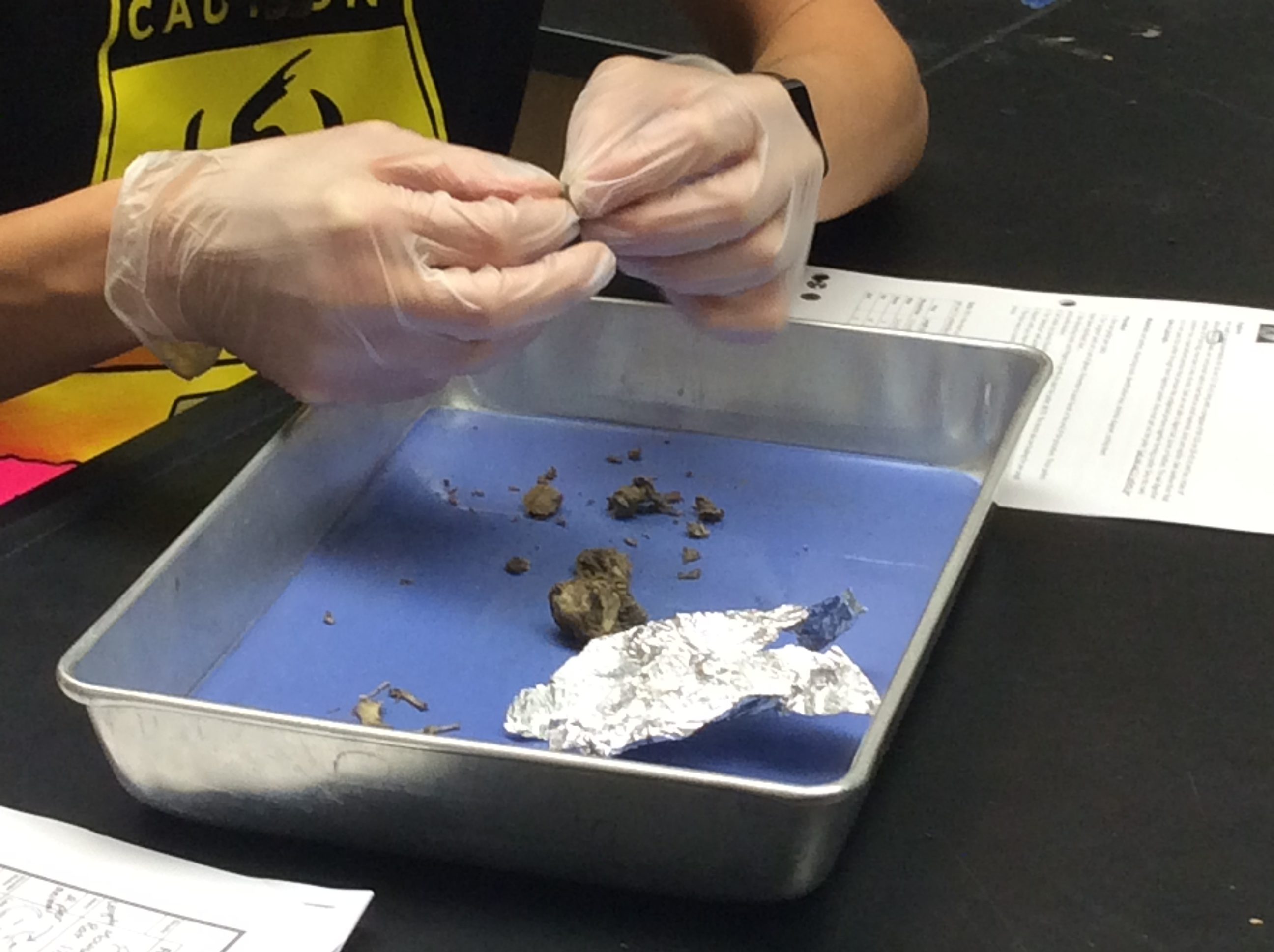 owl pellet dissection lab hypothesis