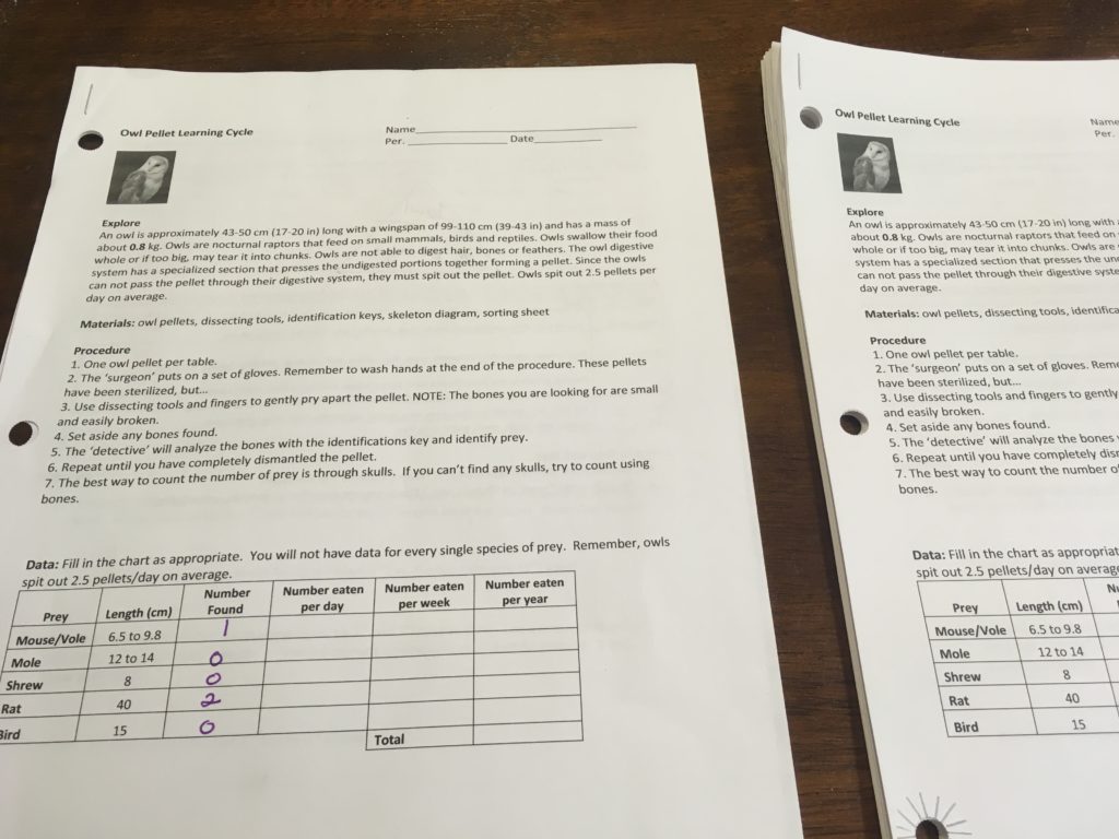 Owl Pellet Dissection Trophic Levels And Energy Loss Teaching AP Science