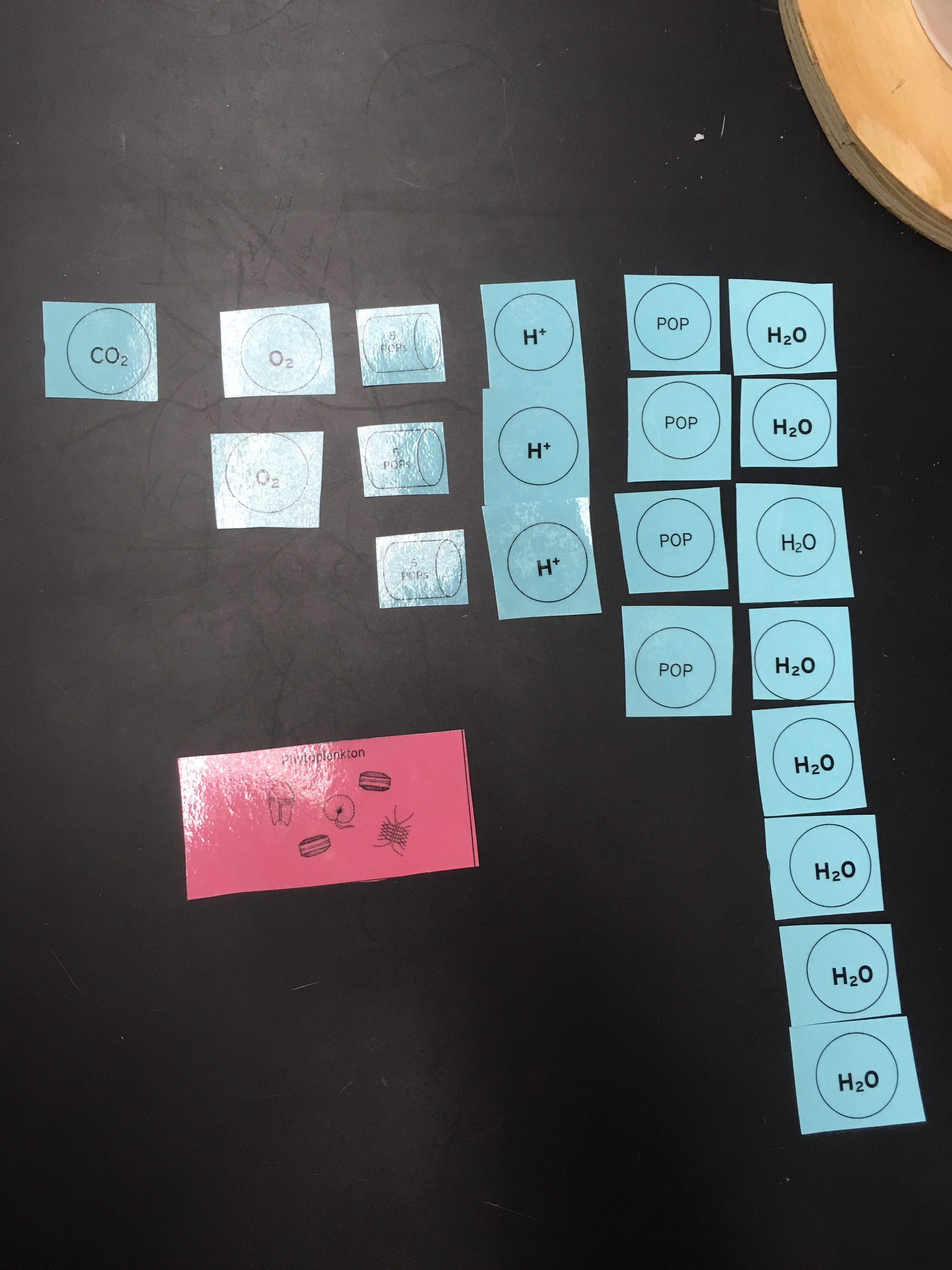 Biomagnification Activity from the Monterey Bay Aquarium